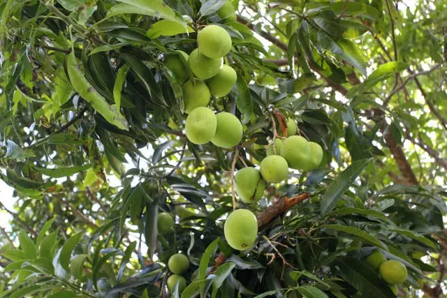 Mangueira árvore