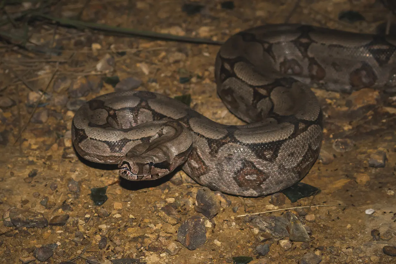 Jiboias conseguem interromper fluxo sanguíneo das presas com a força do corpo
