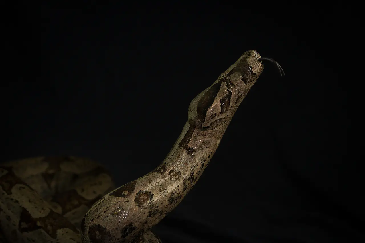 Espécie não é venenosa e tem função importante para o equilíbrio ambiental