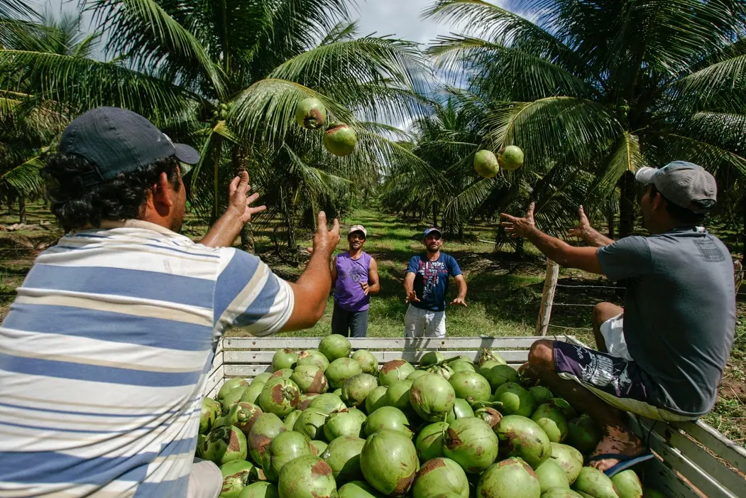Produção de coco em Paraipaba