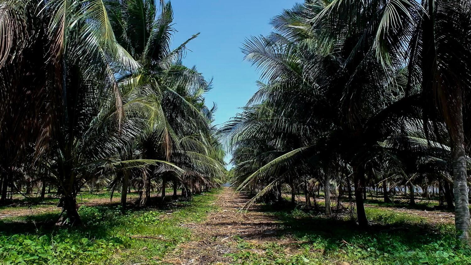 Coqueiros Paraipaba