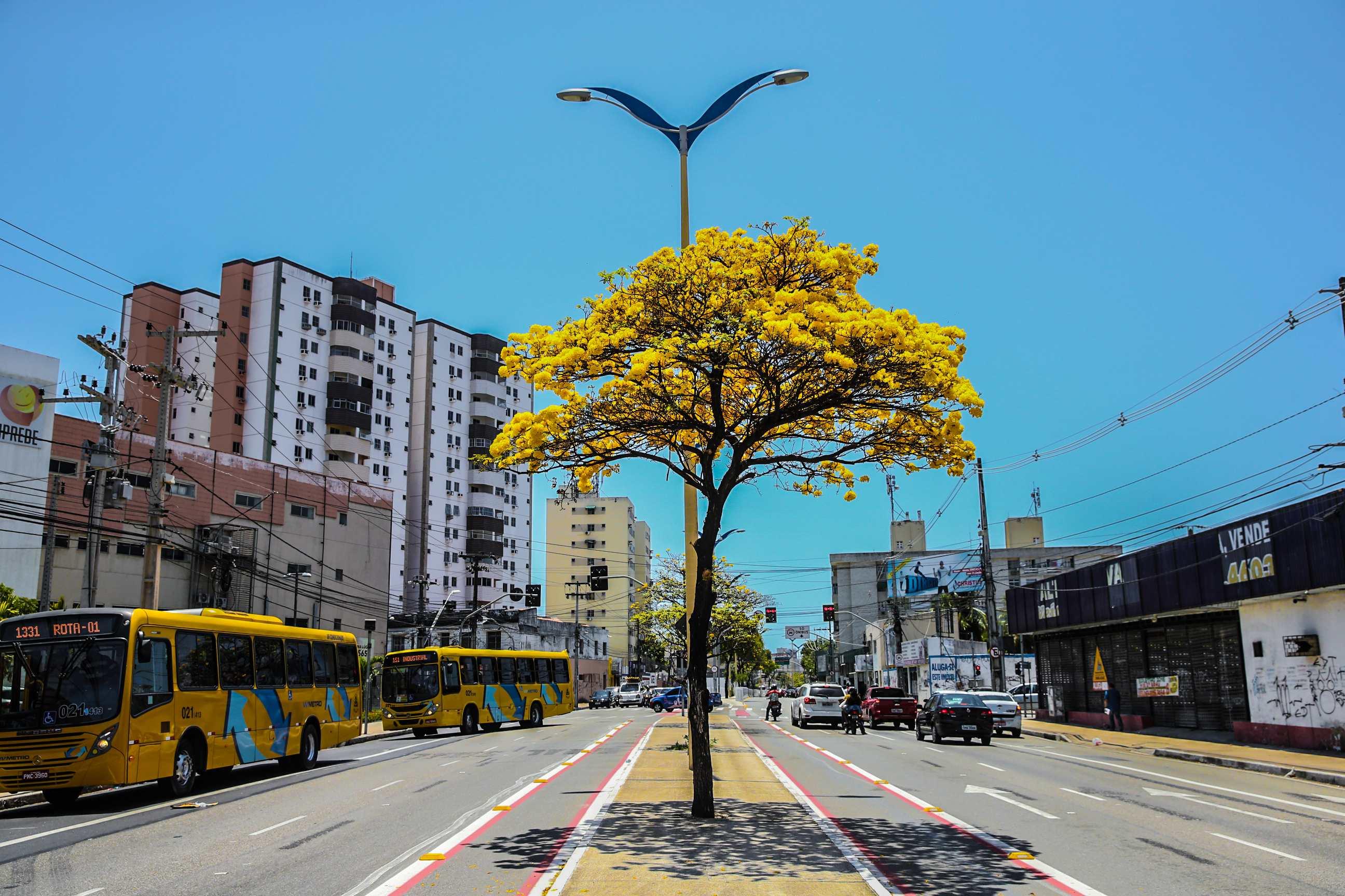 Ipê amarelo em Fortaleza, na avenida Domingos Olímpio