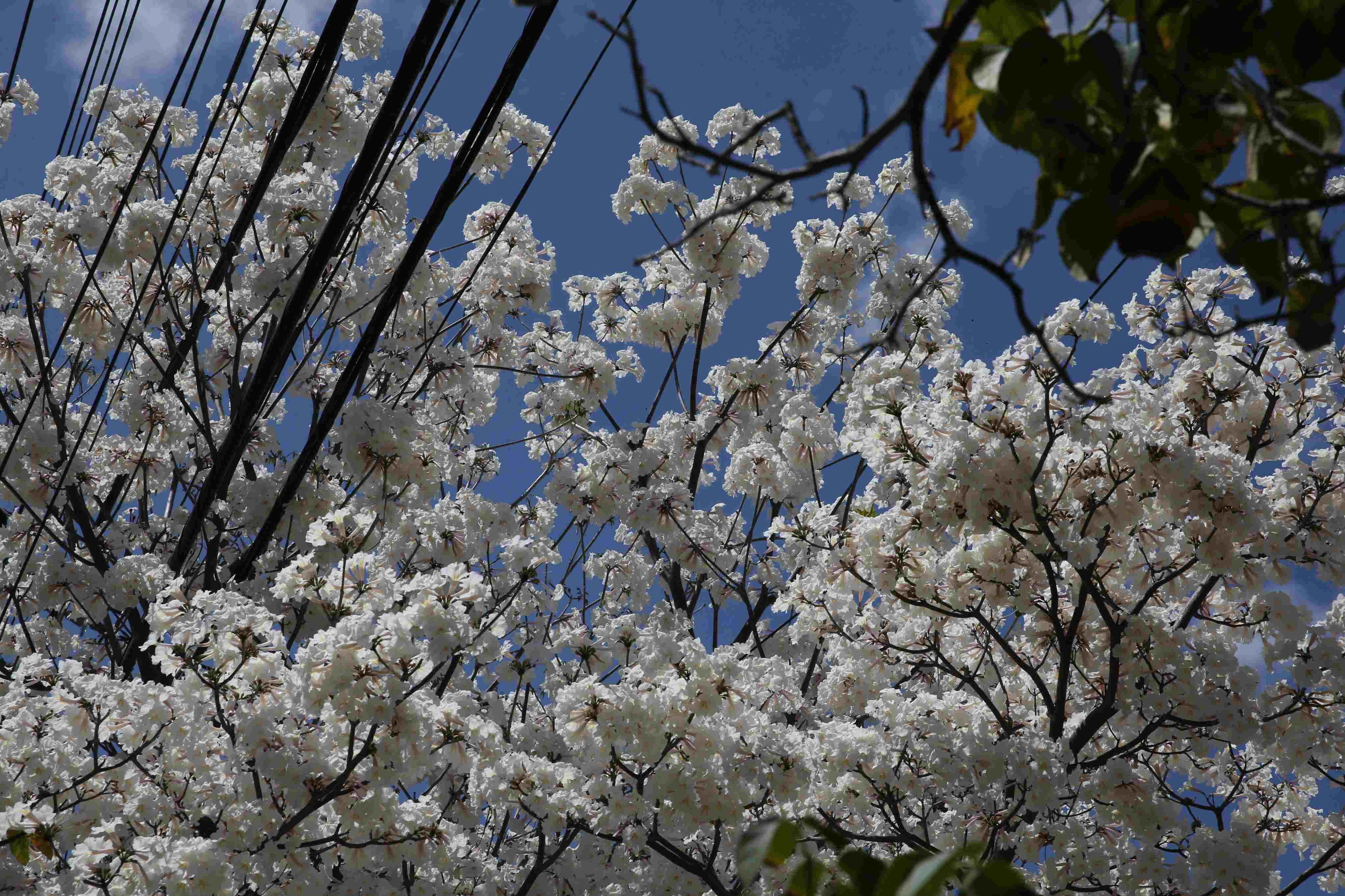 a imagem mostra folhas e flores da árvore ipê branco em Fortaleza com fios de poste e uma parte do céu ao fundo