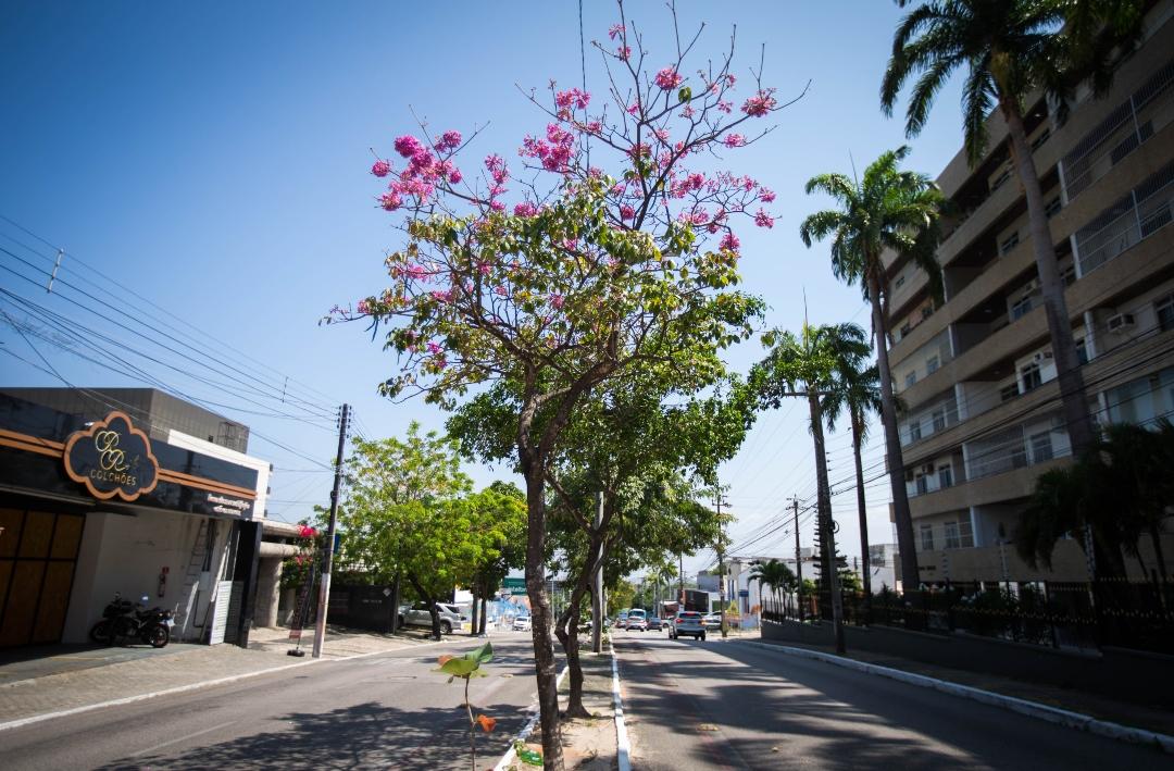 Ipê rosa em Fortaleza