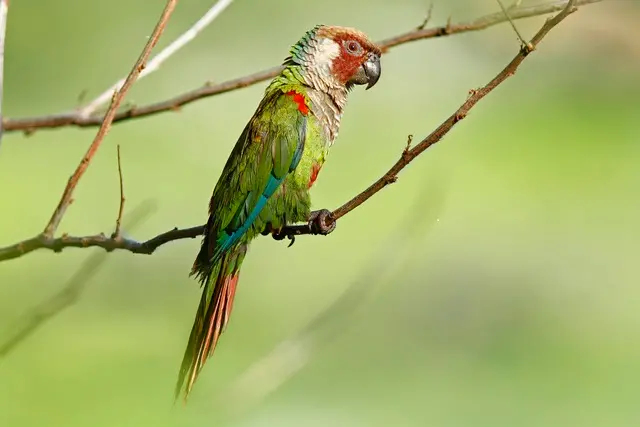 imagem do periquito-cara-suja em um galho de árvore com folhas verdes ao fundo
