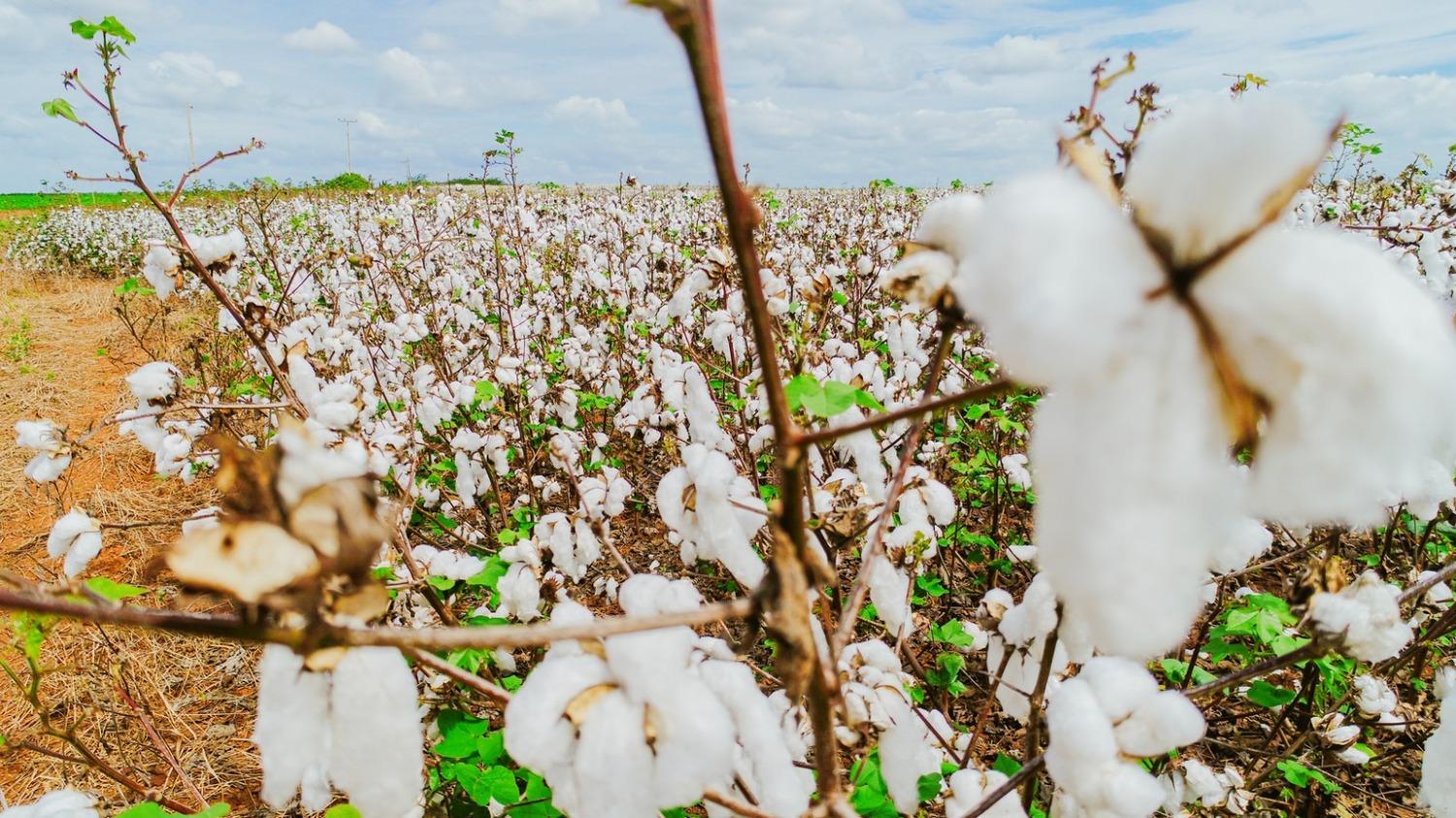 Produção de algodão no Ceará