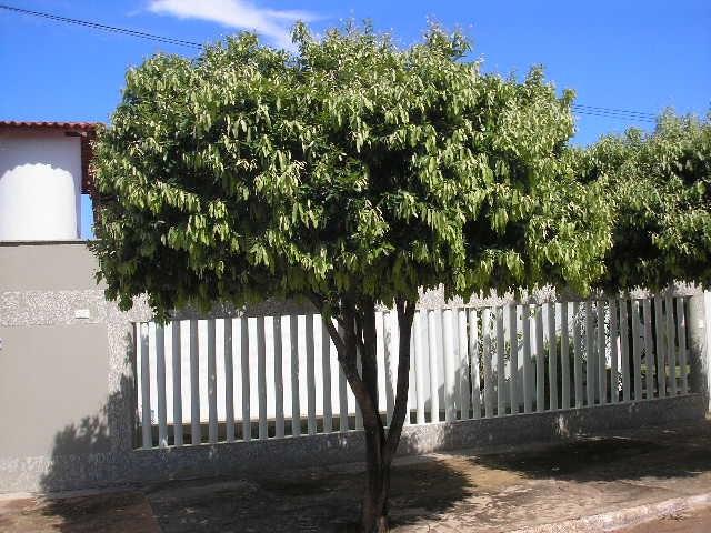 Oiti na frente de uma casa