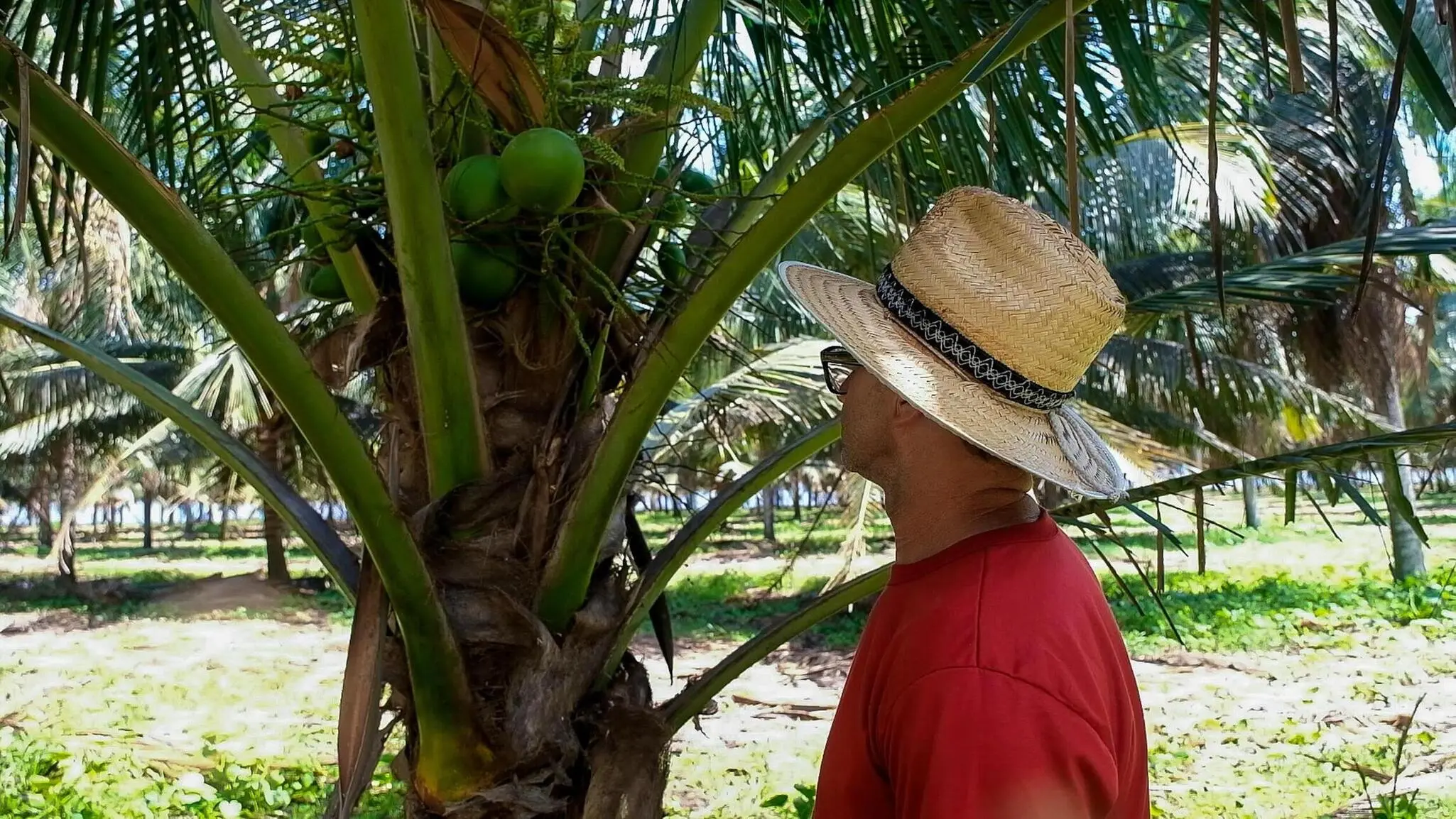 Produção de coco em Paraipaba
