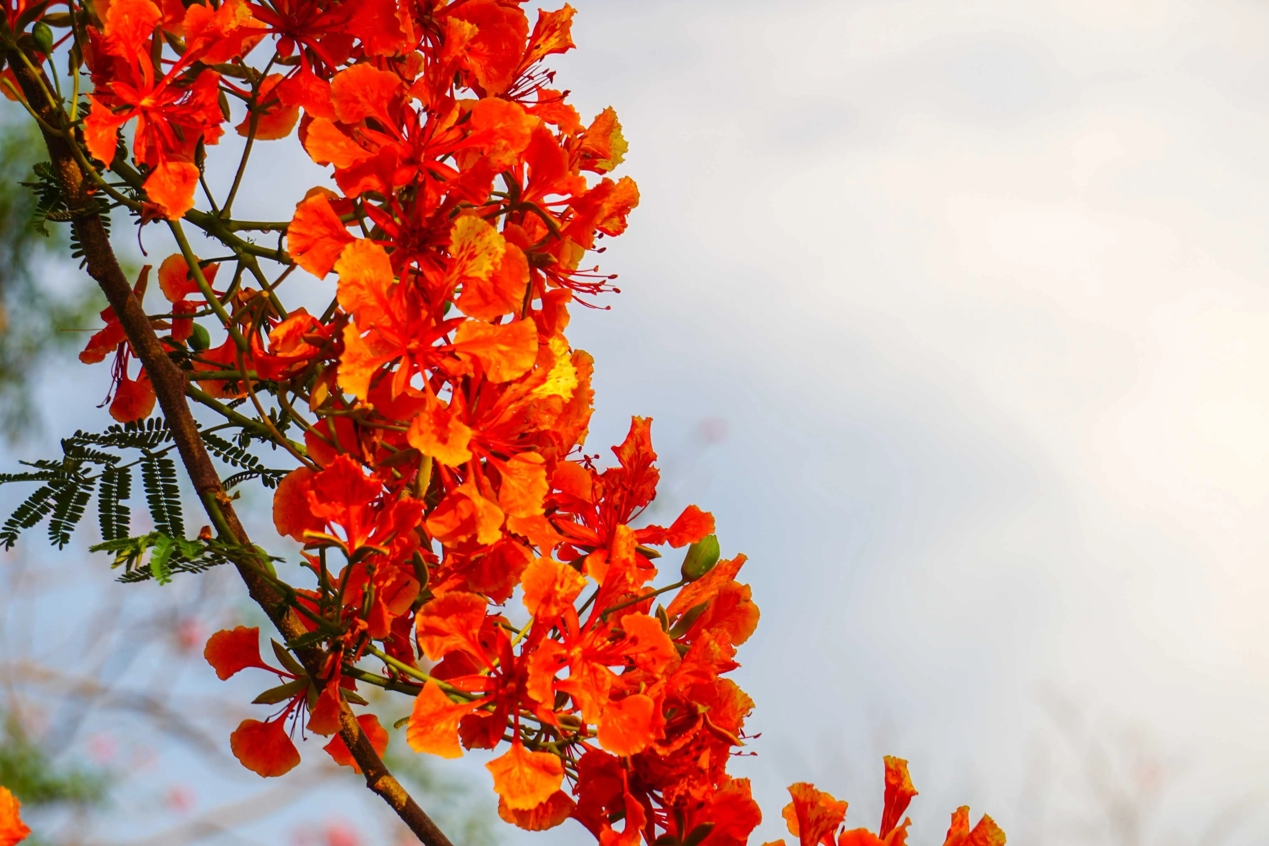 A flor do flamboyant possui distintos significados simbólicos e culturais