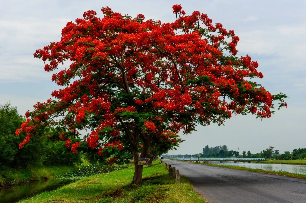 O fruto do flamboyant não pode ser consumido por humanos