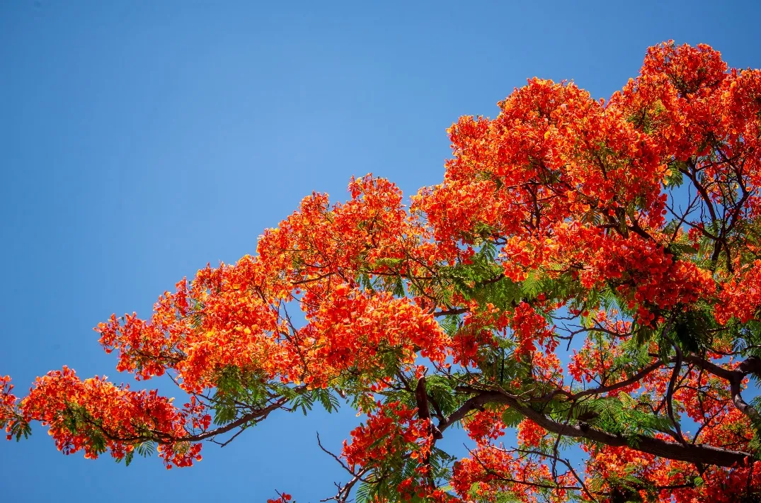 A muda precisa ser plantada em solos bem drenados