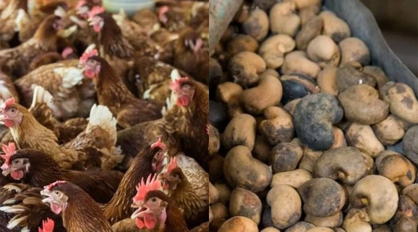 Galinhas e castanha-de-caju são destaques de produção em Beberibe