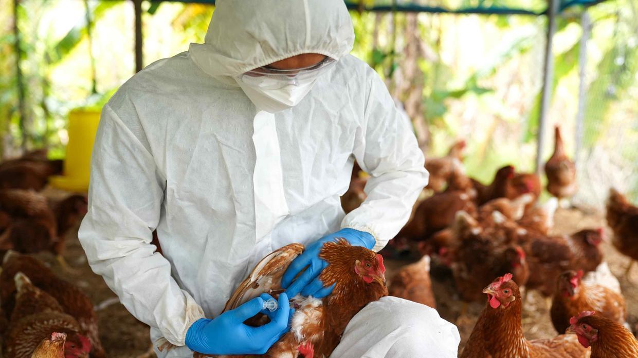 Paciente da Louisiana, nos EUA, esteve exposto a aves doentes e mortas em um criadouro