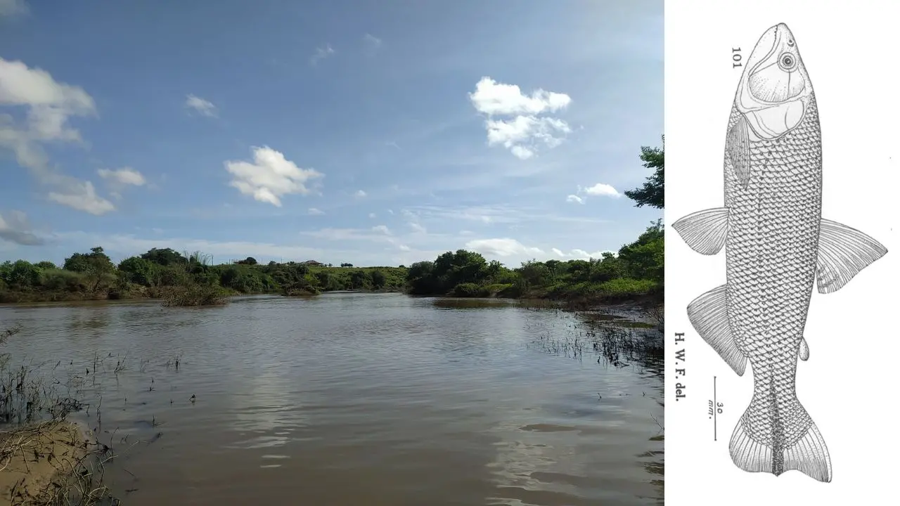 Peixe existente no Ceará