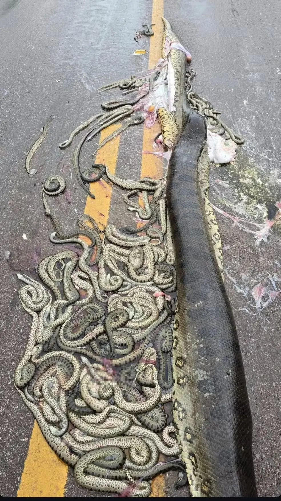 Sucuri grávida morre atropelada e ejeta 40 filhotes em rodovia no Mato Grosso