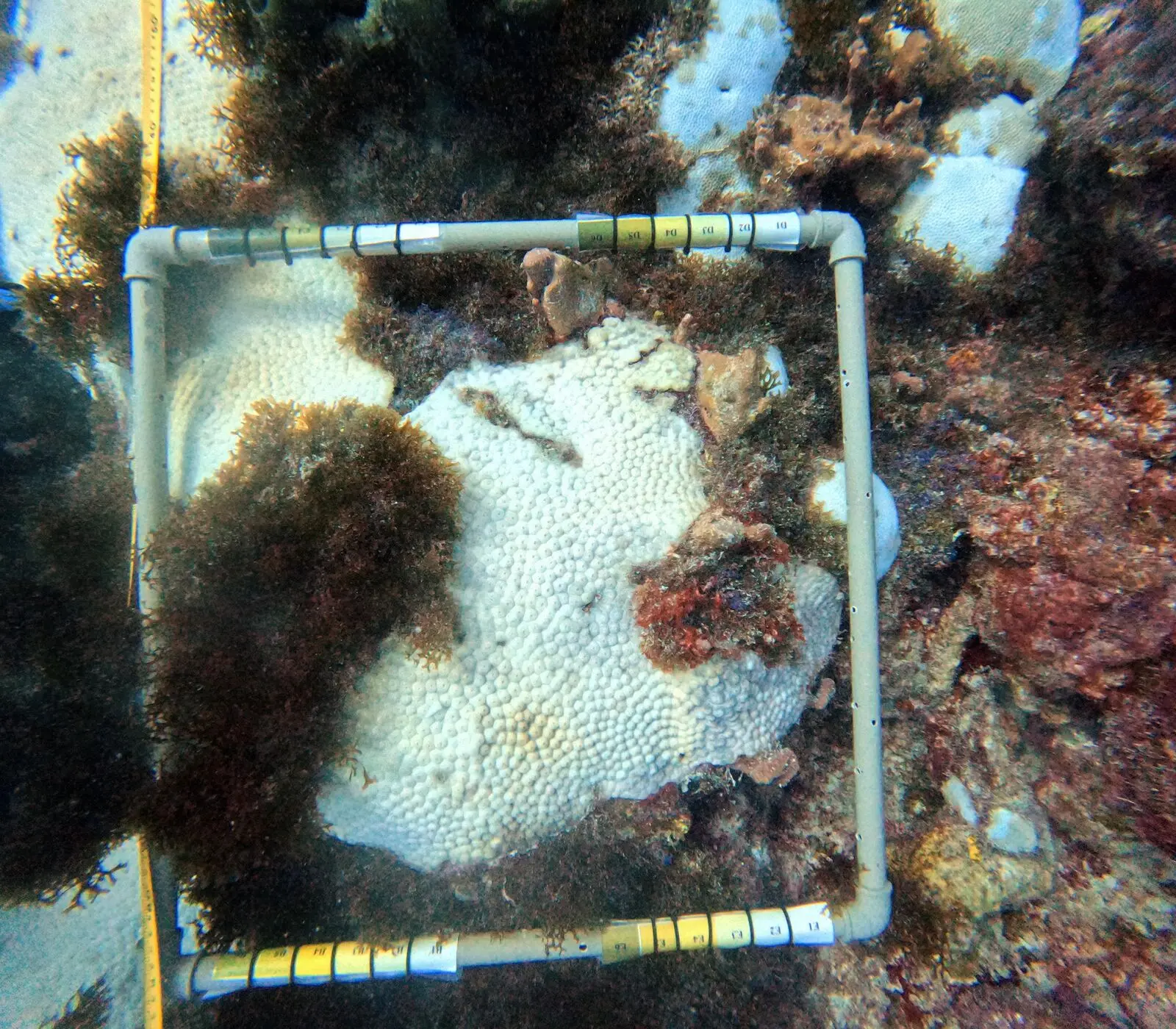 Coral branqueado no fundo do mar, cercado por régua utilizada por pesquisadores
