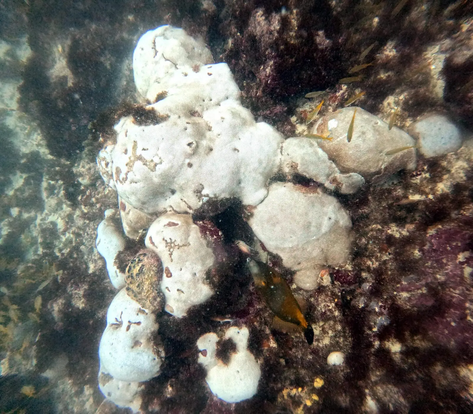 Coral branco no mar do Ceará