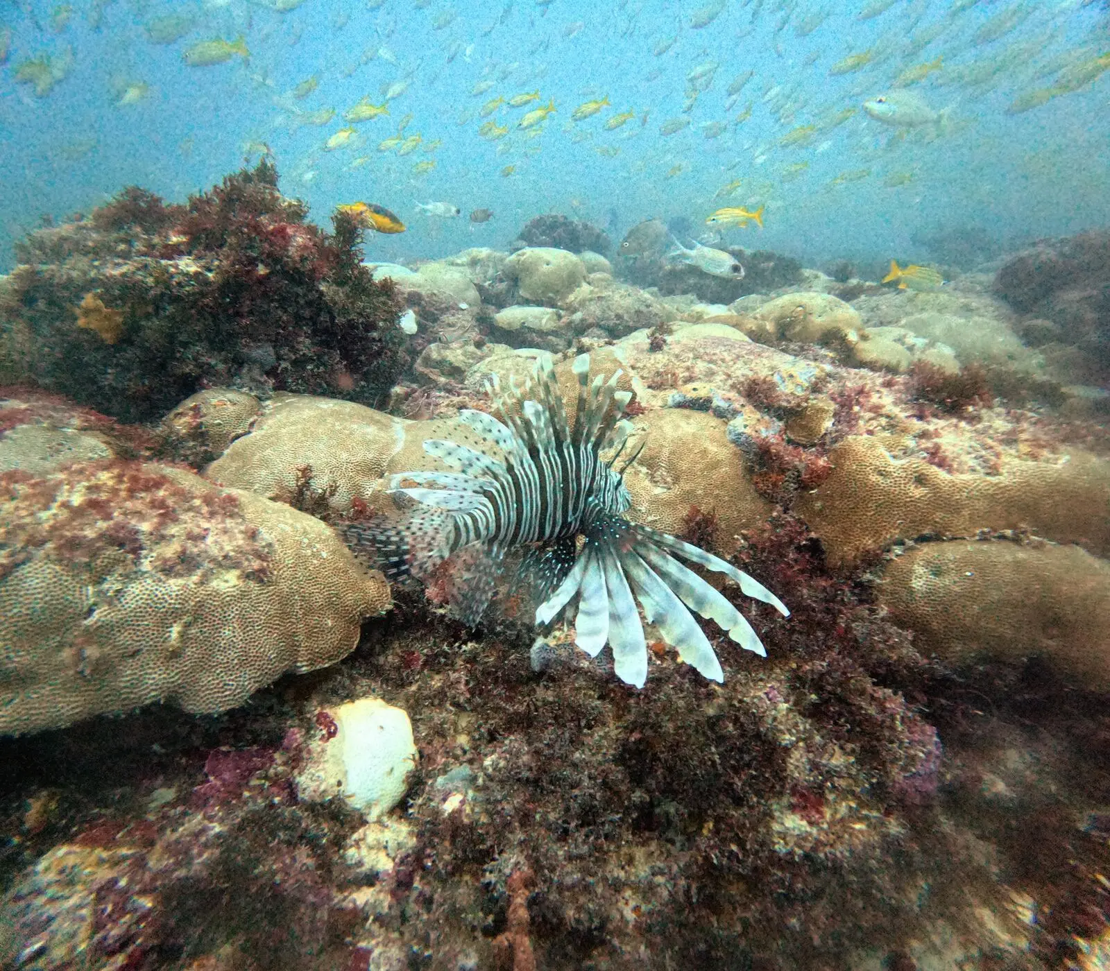 Peixe passando por coral no Ceará