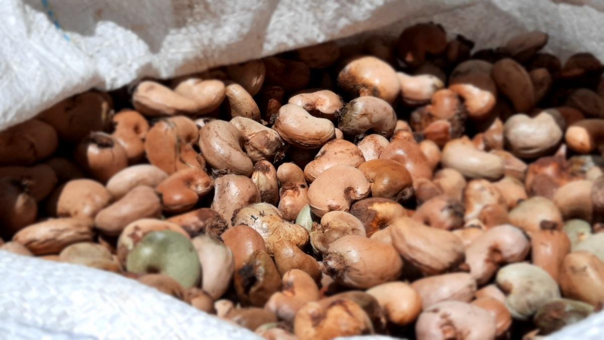 Imagem mostra castanhas em um saco