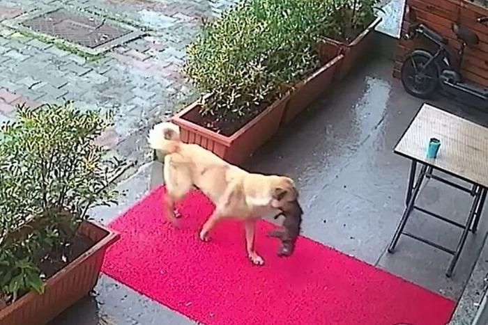 Cadela de rua leva filhote em estado de hipotermia até clínica veterinária para pedir ajuda