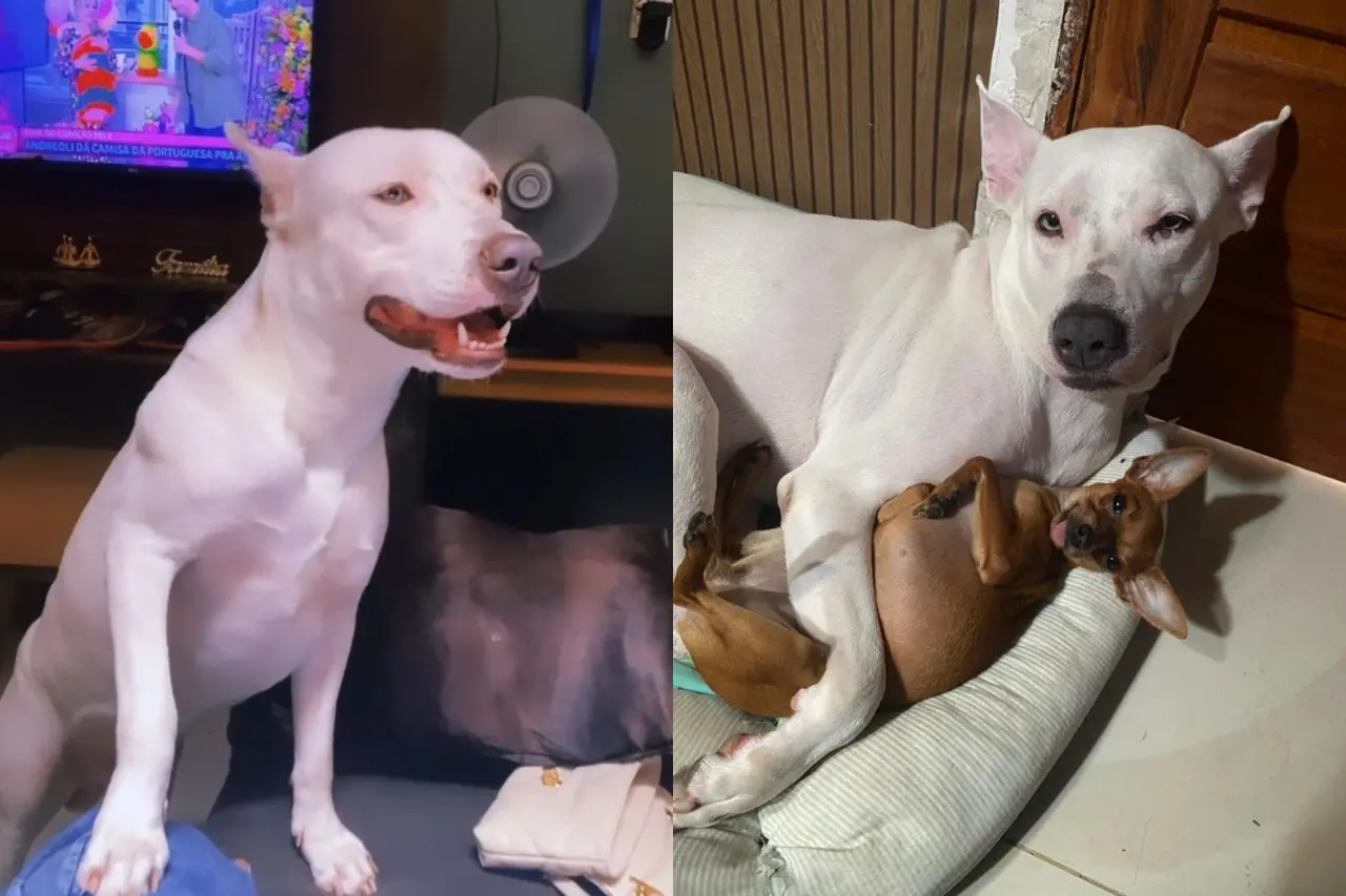 Montagem de fotos de pitbull que foi morto por policial militar em Fortaleza