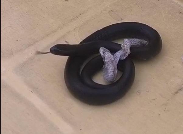 A imagem mostra a espécie Lampropeltis Getula Nigrita, que é uma cobra não venenosa, no Aeroporto Internacional Pinto Martins