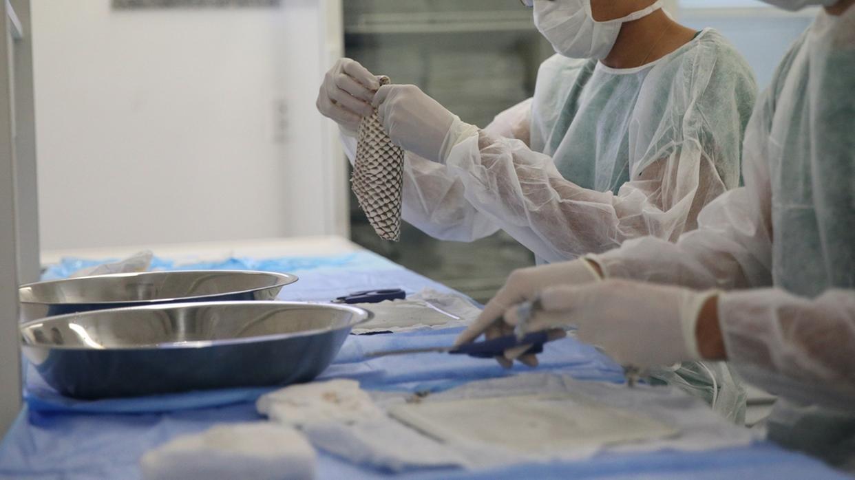 Pesquisadores segurando pele de tilápia