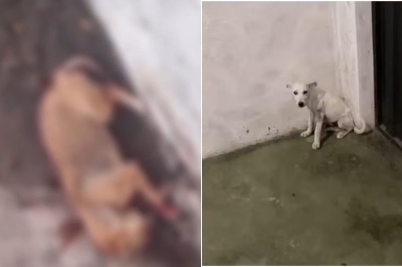 Cachorro é morto e cadela ferida por arma de pressão