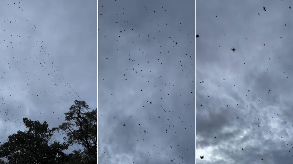 Colagem mostra três imagens de chuva de aranha registrada no município de São Thome das Letras, em Minas Gerais. Entenda fenômeno chuva de aranhas, registrado no Interior de MG e que viralizou nas redes