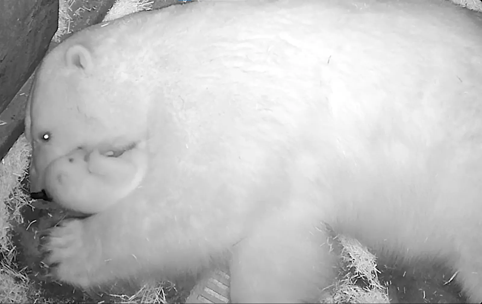 Nur é considerada uma ursa polar, o único animal da espécie nascido na América Latina
