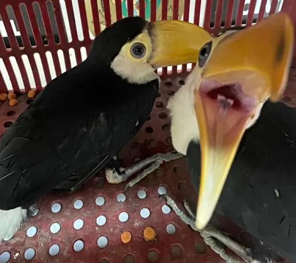 Dois tucanos em um ambiente cercado. Um deles está com o bico aberto, enquanto o outro parece mais calmo. A imagem destaca as cores vibrantes das aves.