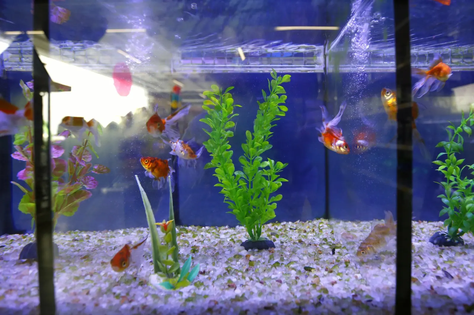 Peixes ornamentais no Ceará