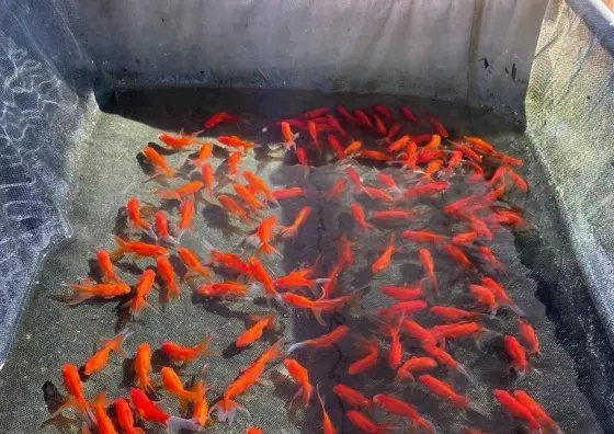 Criação de peixes ornamentais