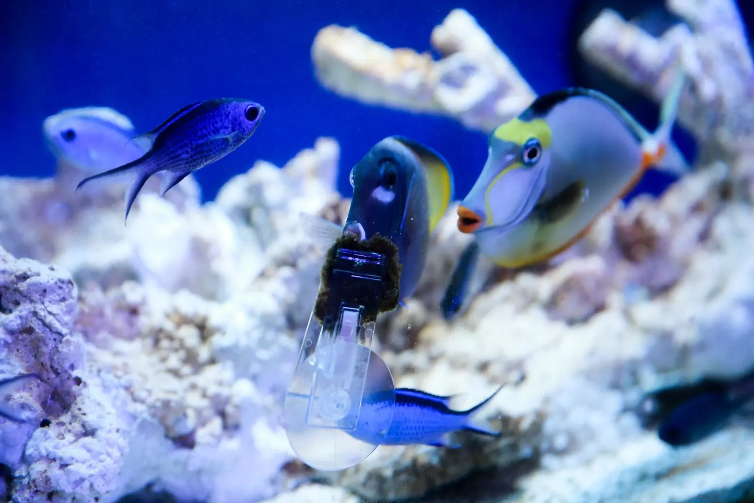 Criação de peixes ornamentais no Ceará