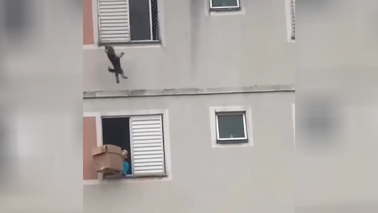 Cachorro caindo de janela antes de ser salvo de mulher com caixa de papelão