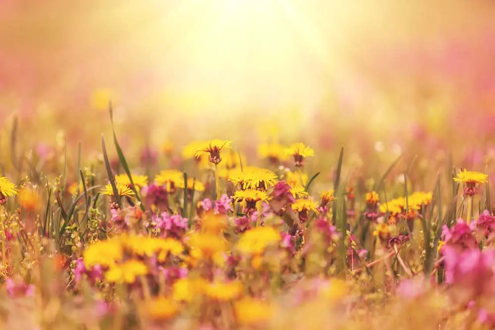 Campo florido com flores amarelas e roxas iluminadas pelo sol.