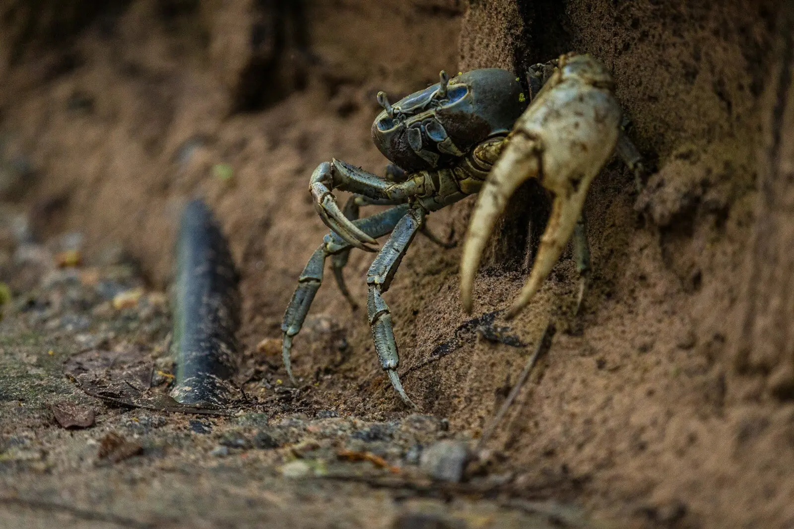 Caranguejos saem para se alimentar e cruzam trilhas do Parque do Cocó