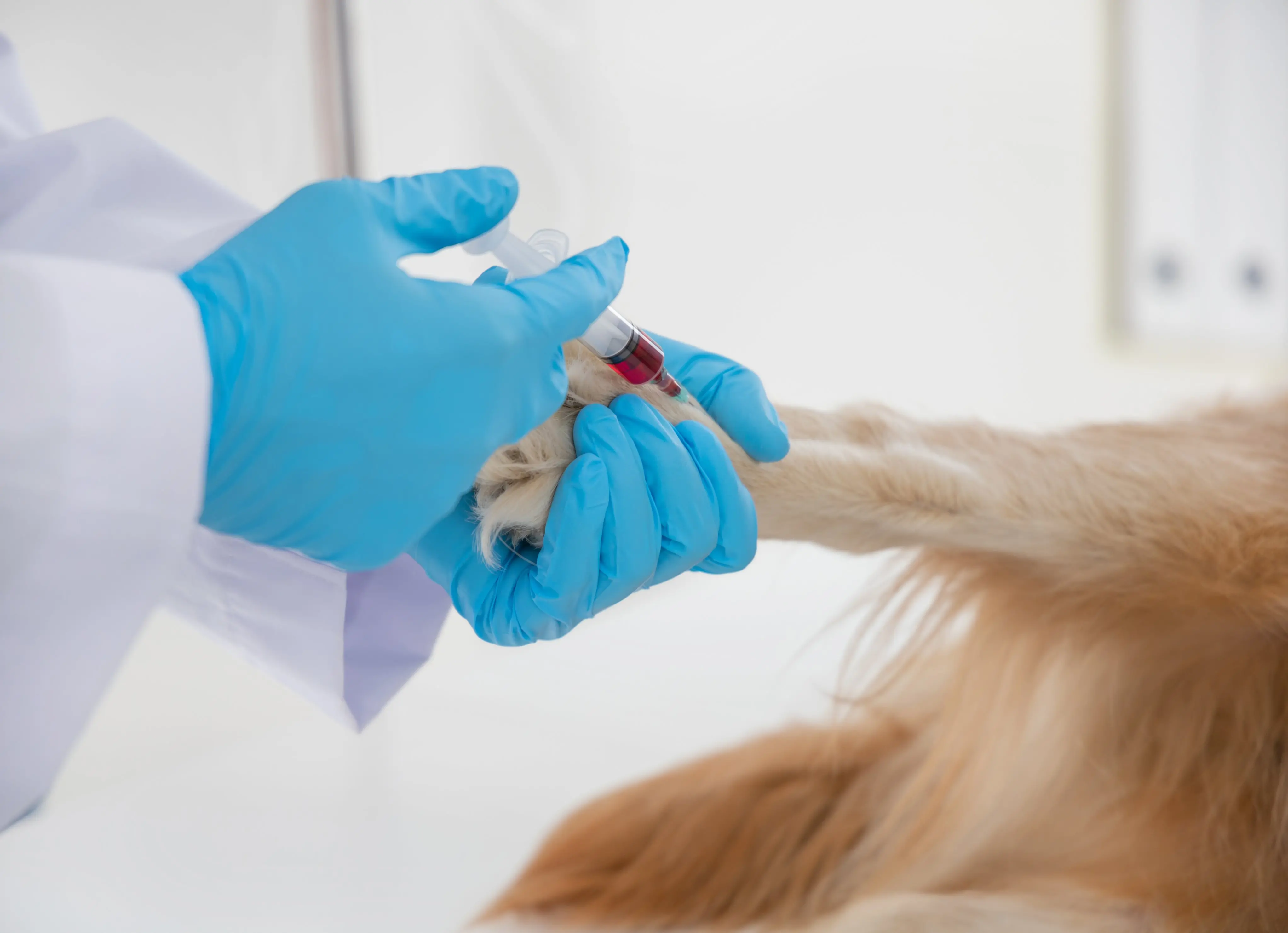 Doação de sangue de pets