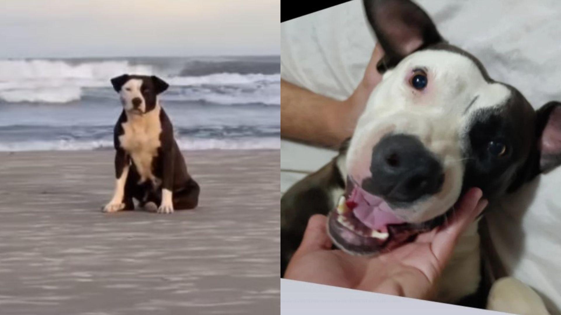 Imagem da Pitbull Luna em uma praia e em momento de carinho, mostrando sua alegria e interação com humanos. Uma representação fiel do amor pelos animais.
