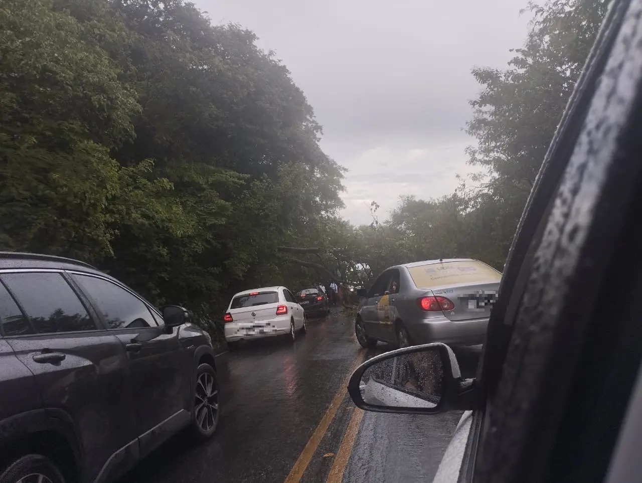 A queda da árvore interditou as duas faixas da BR-222, entre Tianguá e Frecheirinha