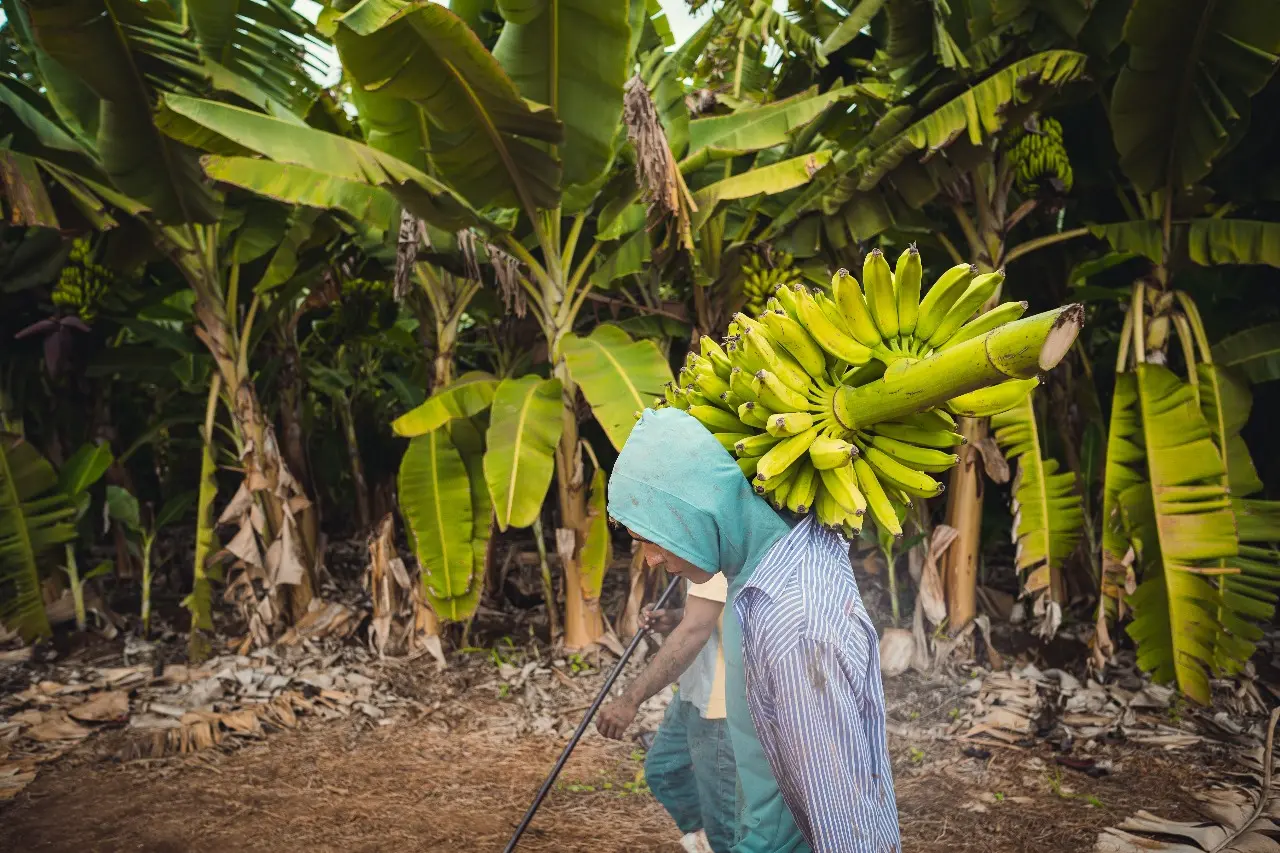 Agricultor carregando cacho de bananas