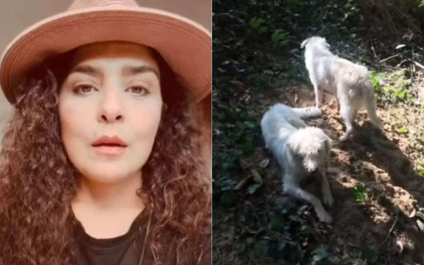 cães de Letícia Sabatella que foram colocados para adoção sem o seu consentimento