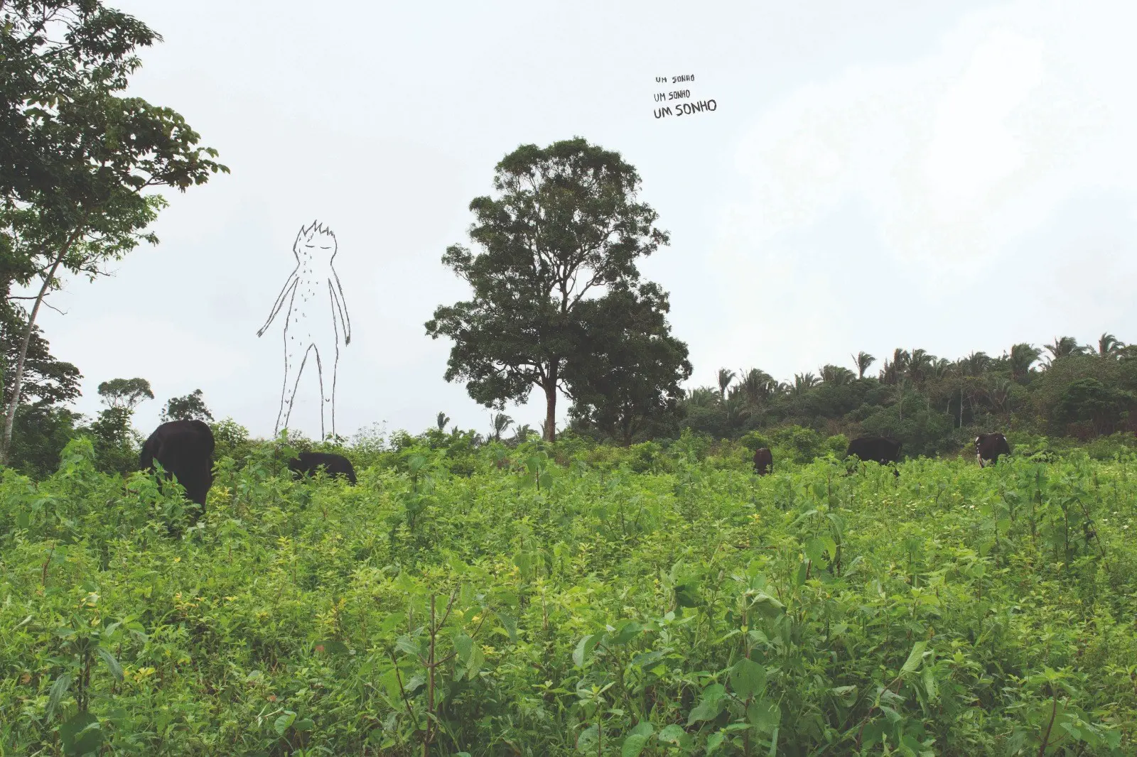 Livro Os insetos estão vivos