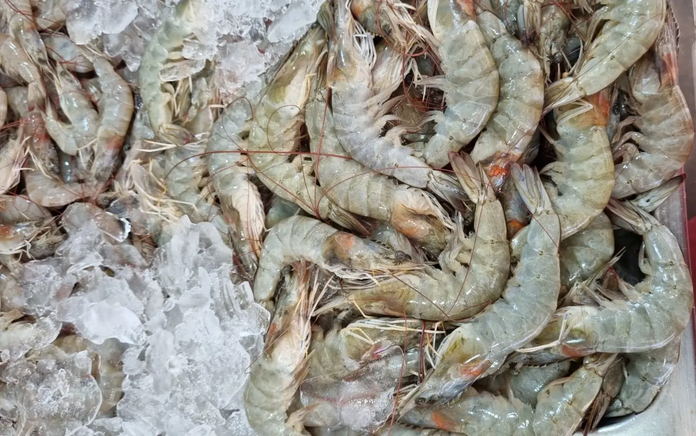 bandeja de camarão no gelo