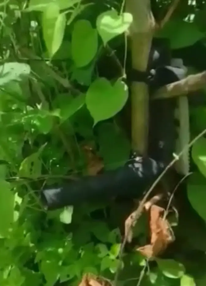 Canhão artesanal camuflado em meio a folhas e ramos
