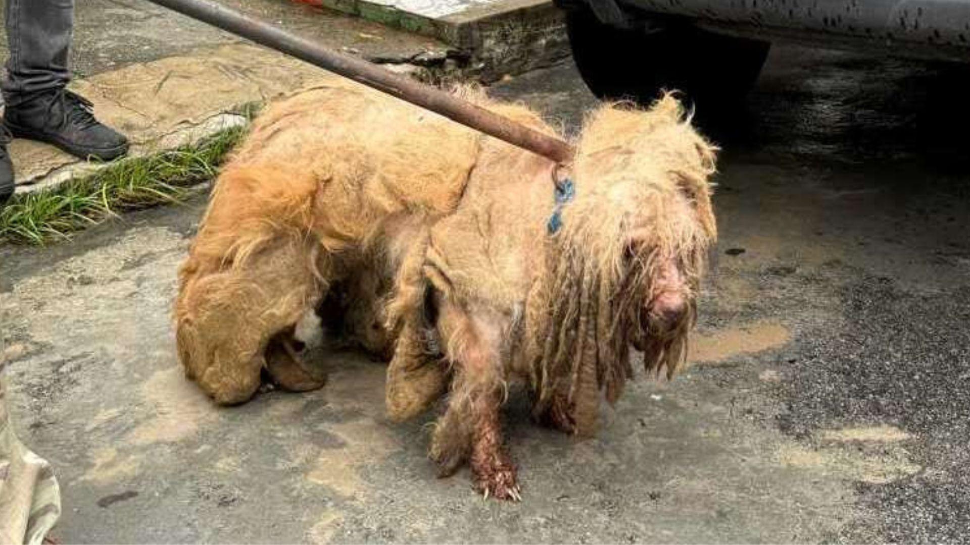 Poodle sujo preso por uma corrente