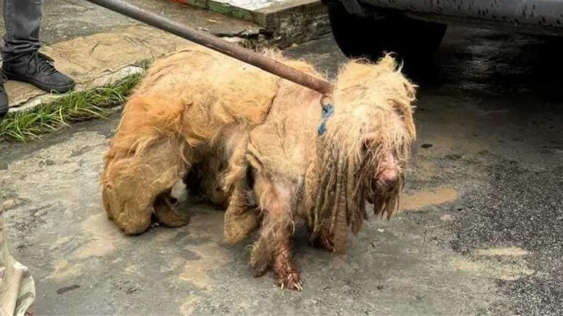 Poodle sujo preso por uma corrente