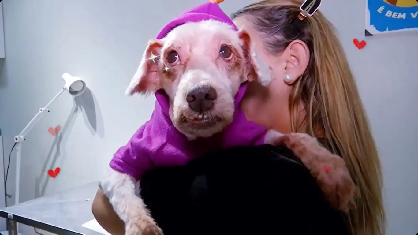 Scooby, poodle de 14 anos, foi resgatado de maus-tratos no último dia 27