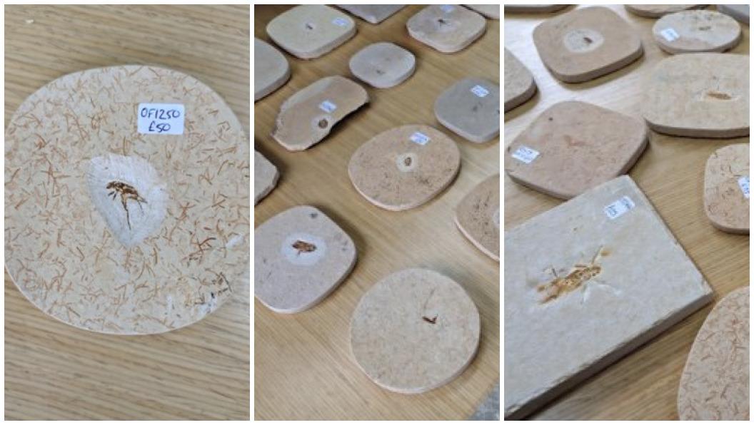 Montagem com três fotos que mostram fósseis dispostos sobre uma mesa