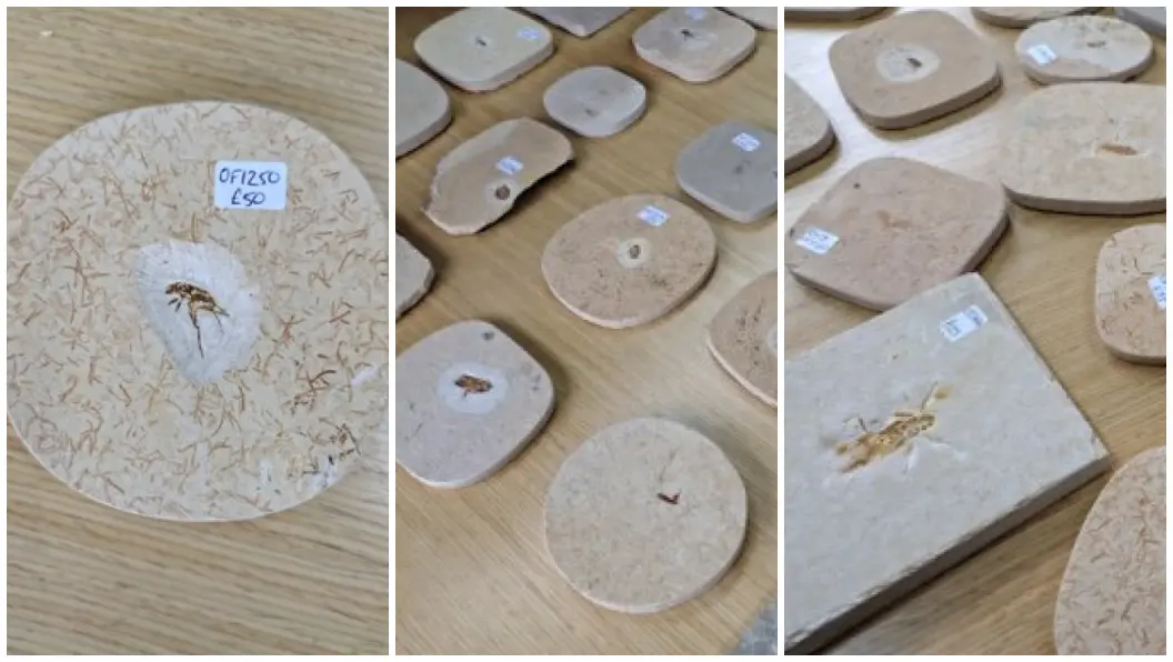 Montagem com três fotos que mostram fósseis dispostos sobre uma mesa